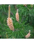 Pinus sylvestris фото